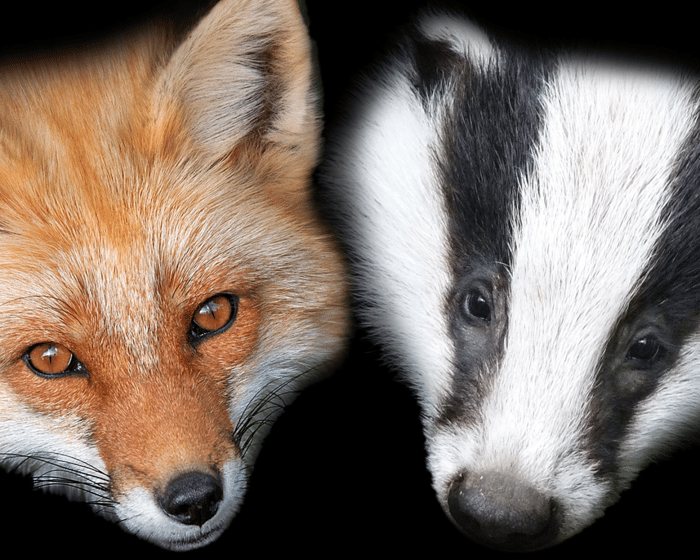 Fox&Badge Ritual - Solstice tickets
